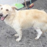 Cão resgatado pelo CCZ, Guarujá