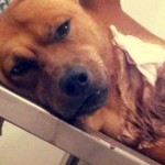 Casal resgata e adota cão esfaqueado em praia de Santos