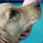 Cadela ‘chora de gratidão’ após salvarem-lhe a vida